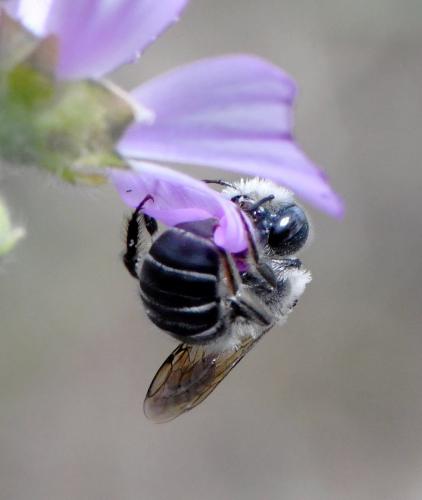 Réf. 260 365 : Hoplitis cristatula